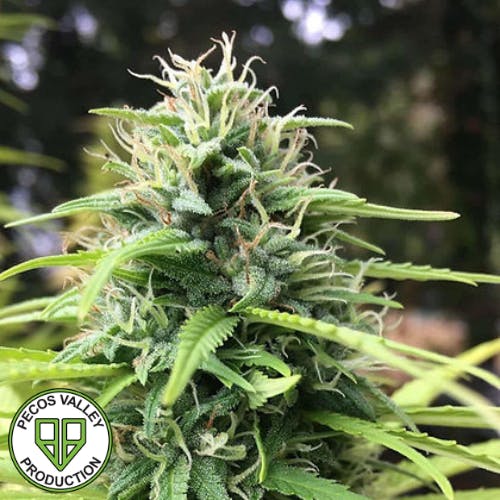 Blueberry Photo Feminized Seeds 3pk by Green Fox Farms • Pecos Valley ...