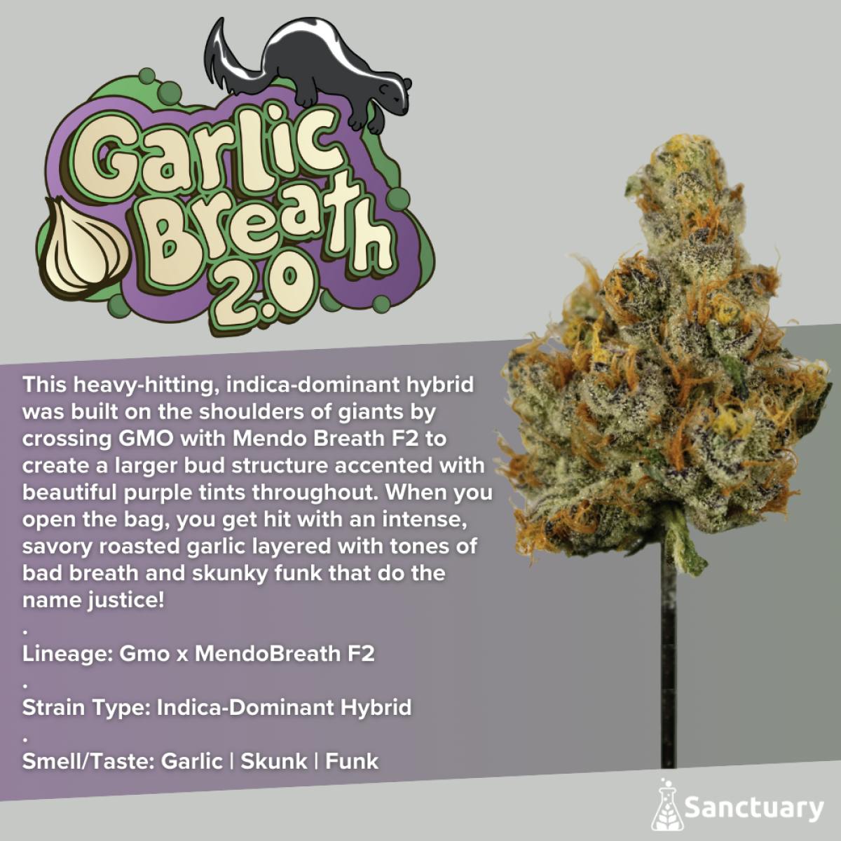Sanctuary - Flower 3.5g - Garlic Breath