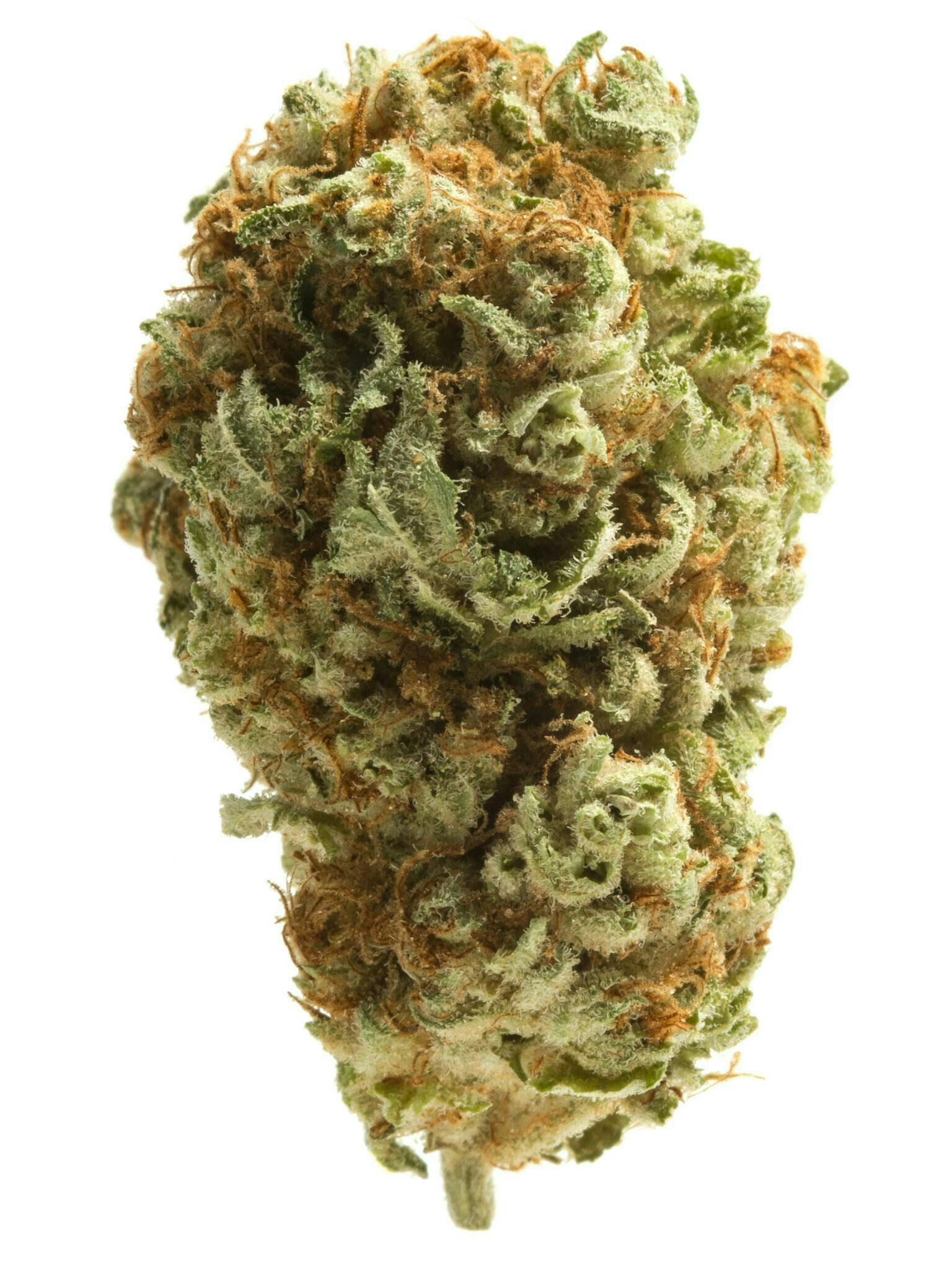 GATSBY CANNABIS CO. GATSBY CANNABIS CO. | GELATO RUNTZ HYBRID — FLOWER