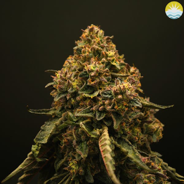Platinum Pave | 3.5g | Flower | Baked Beans