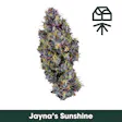 Jayna's Sunshine