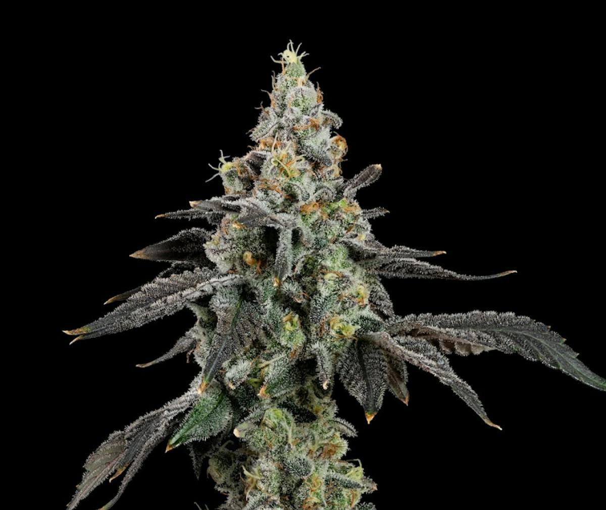 Photo of U4EA Space Runtz 3.5g