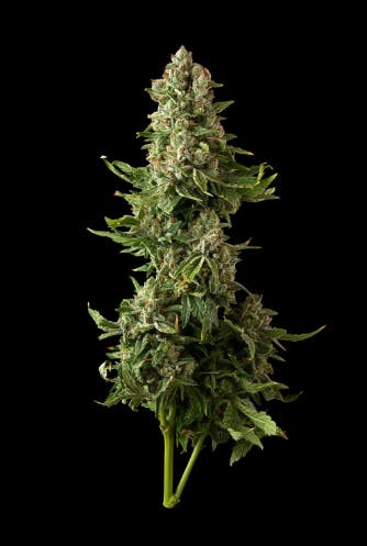 Product: Flor | Strawberries in Space | Flower - 3.5g