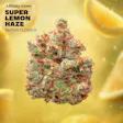 Super Lemon Haze