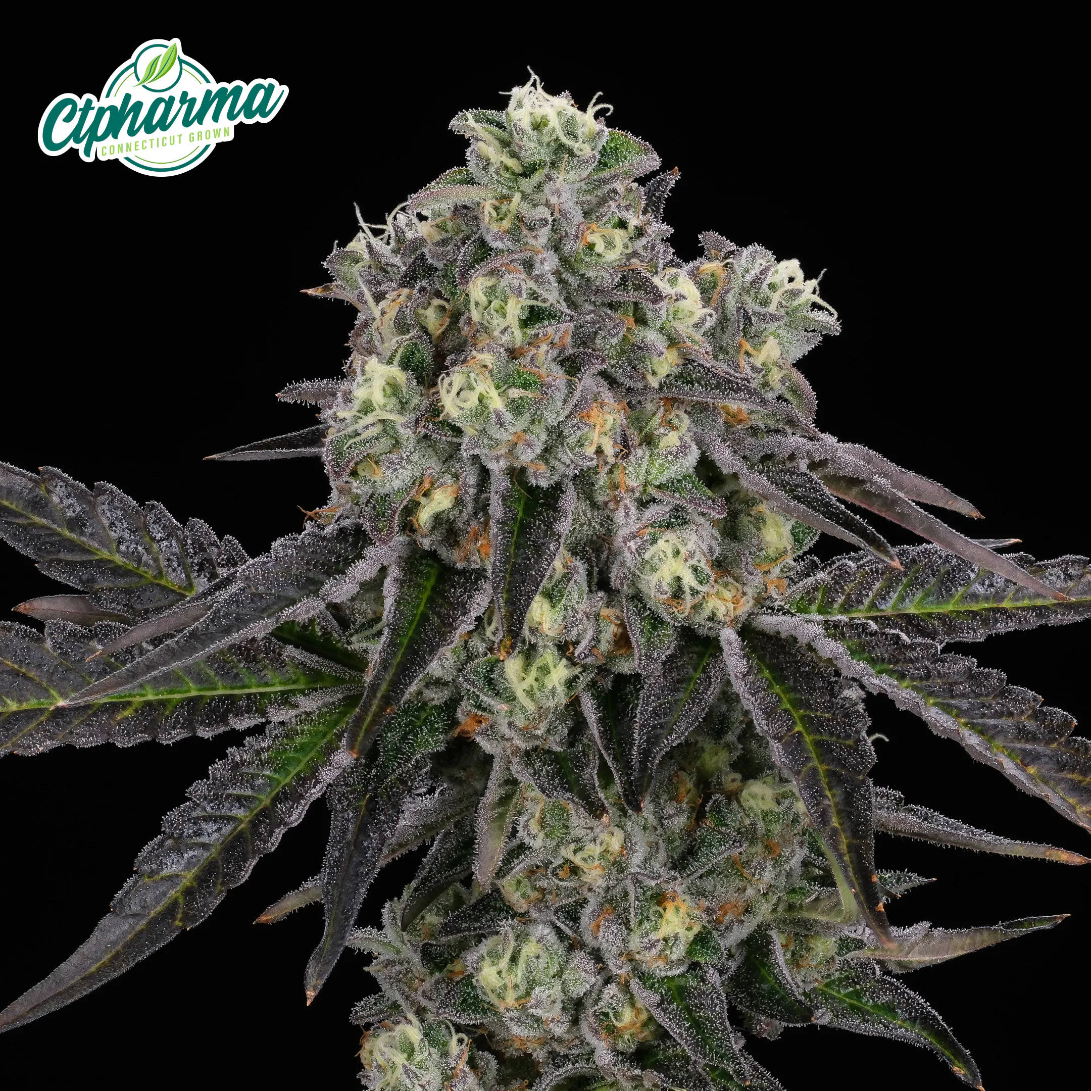 E85 Flower T27.93 (27129) | Still River Wellness