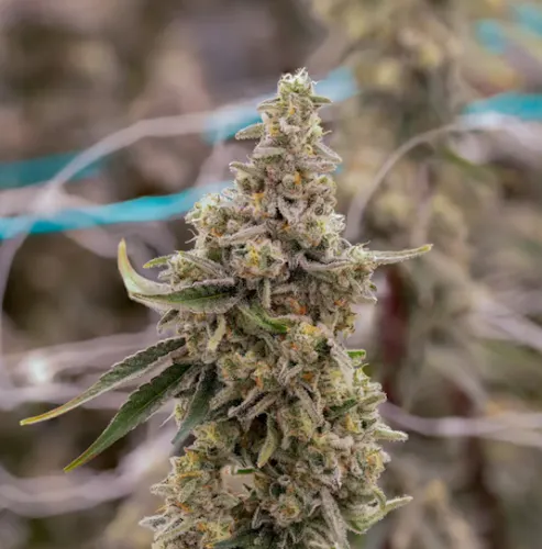 Sol Canna – Lemon OG – Smalls 14g-1