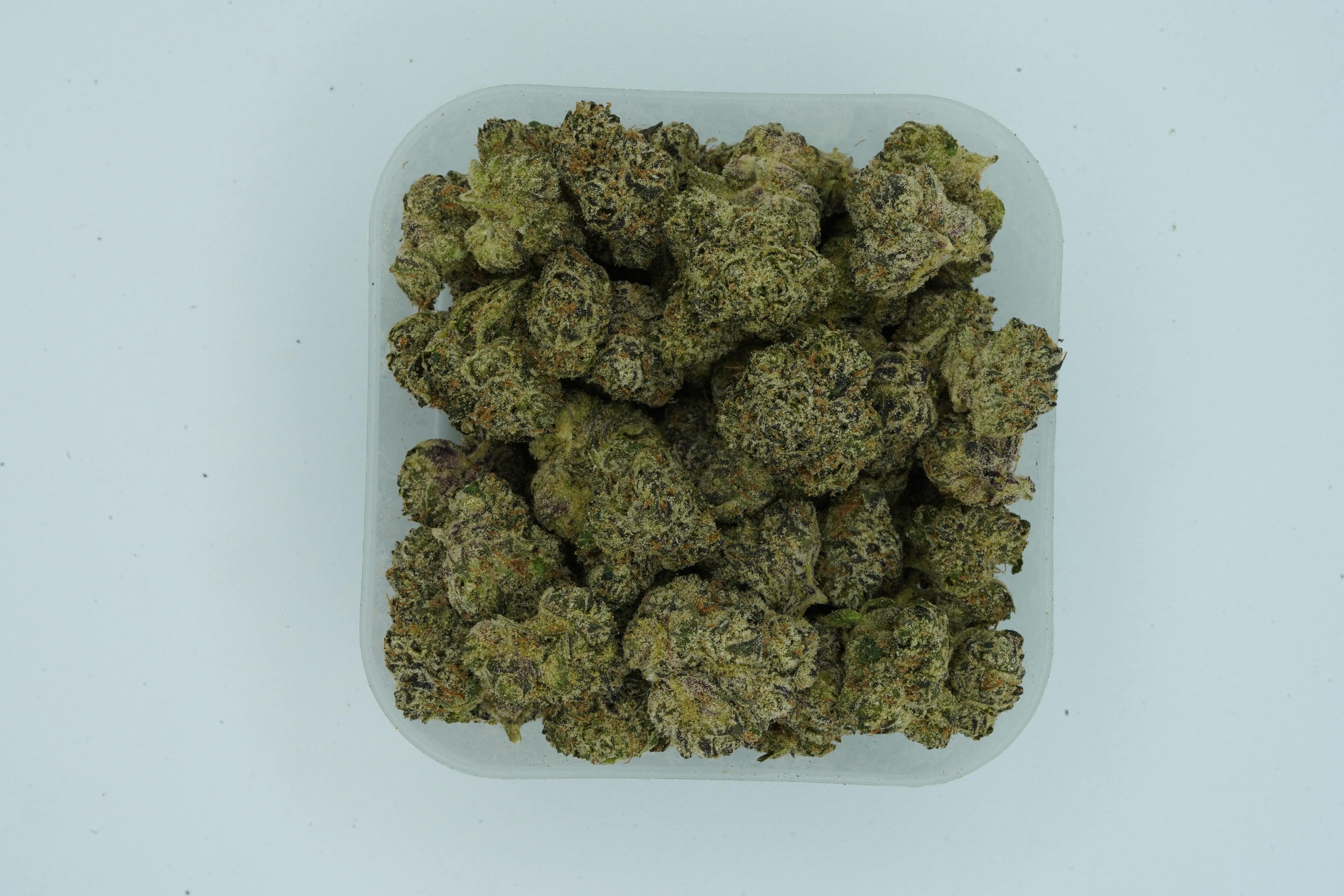 Top 5 Flower Blue Dolphin