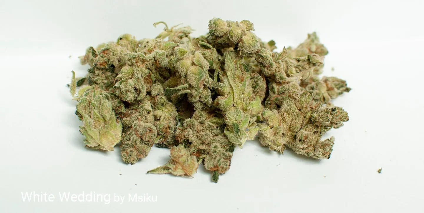 image of White Wedding Haze | 14g Flower