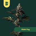 Violet Fog (I) - 3.5g Flower - The Botanist - Thumbnail 1