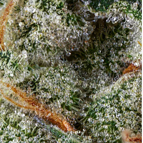 Grassroots | RSO Syringe | Garlic Cookies-3