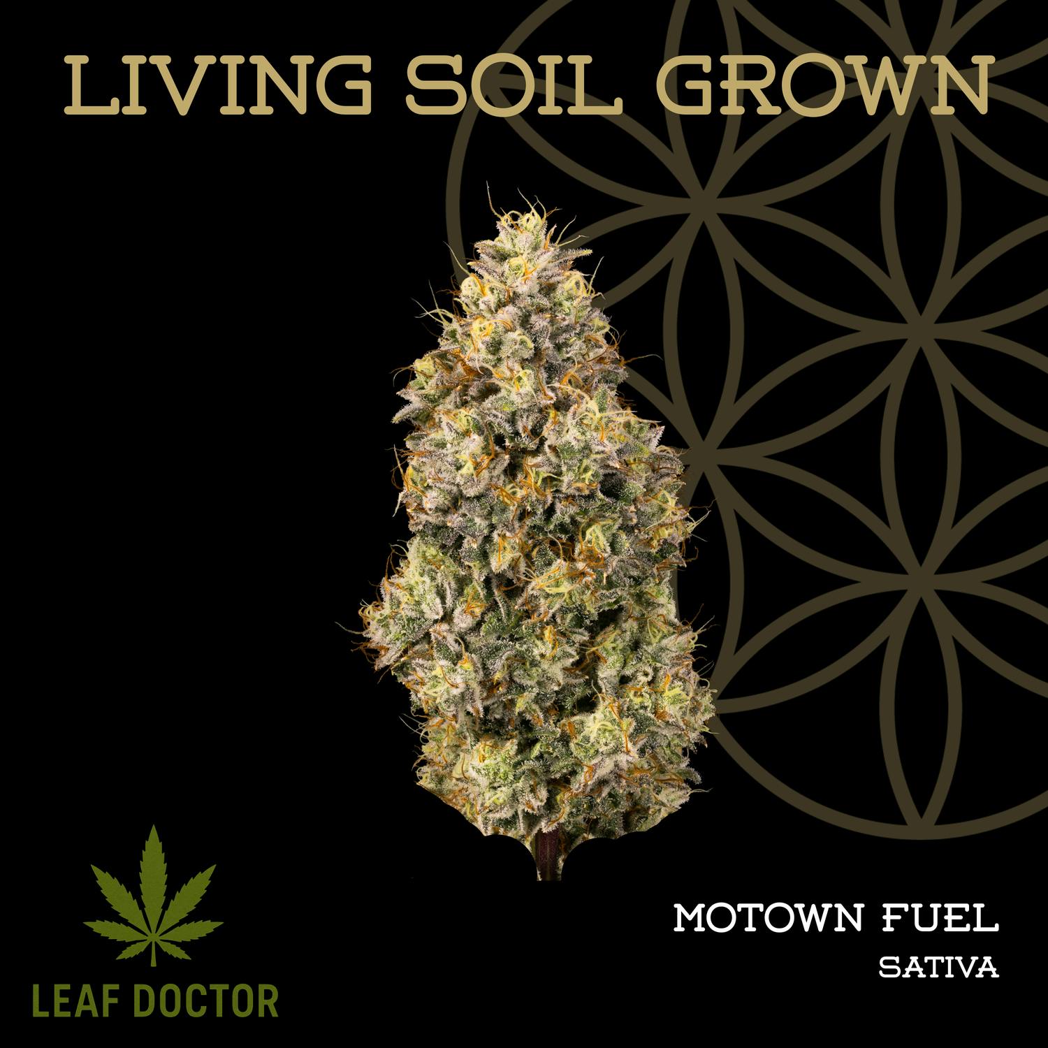 Product: Flower of Life | Bulk Bud - Motown fuel