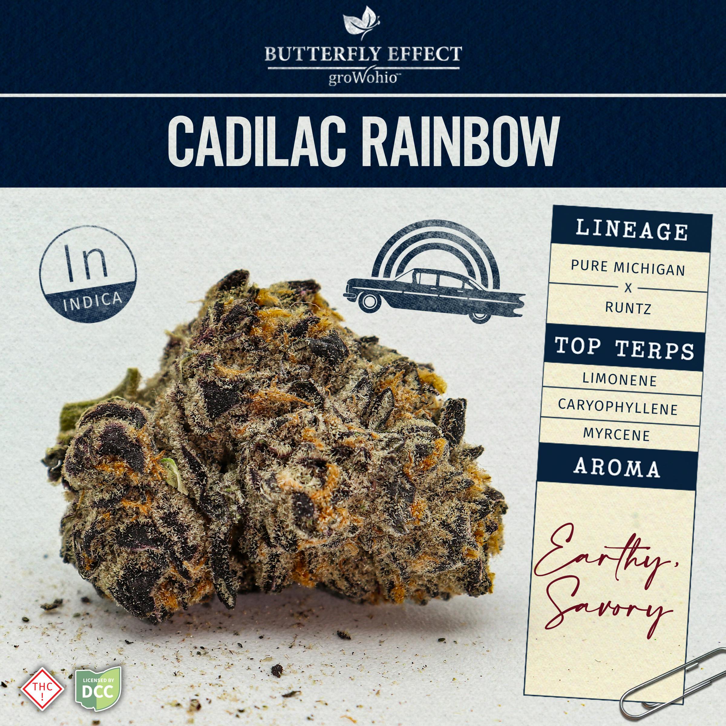 Butterfly Effect Cadilac Rainbow - Budlets