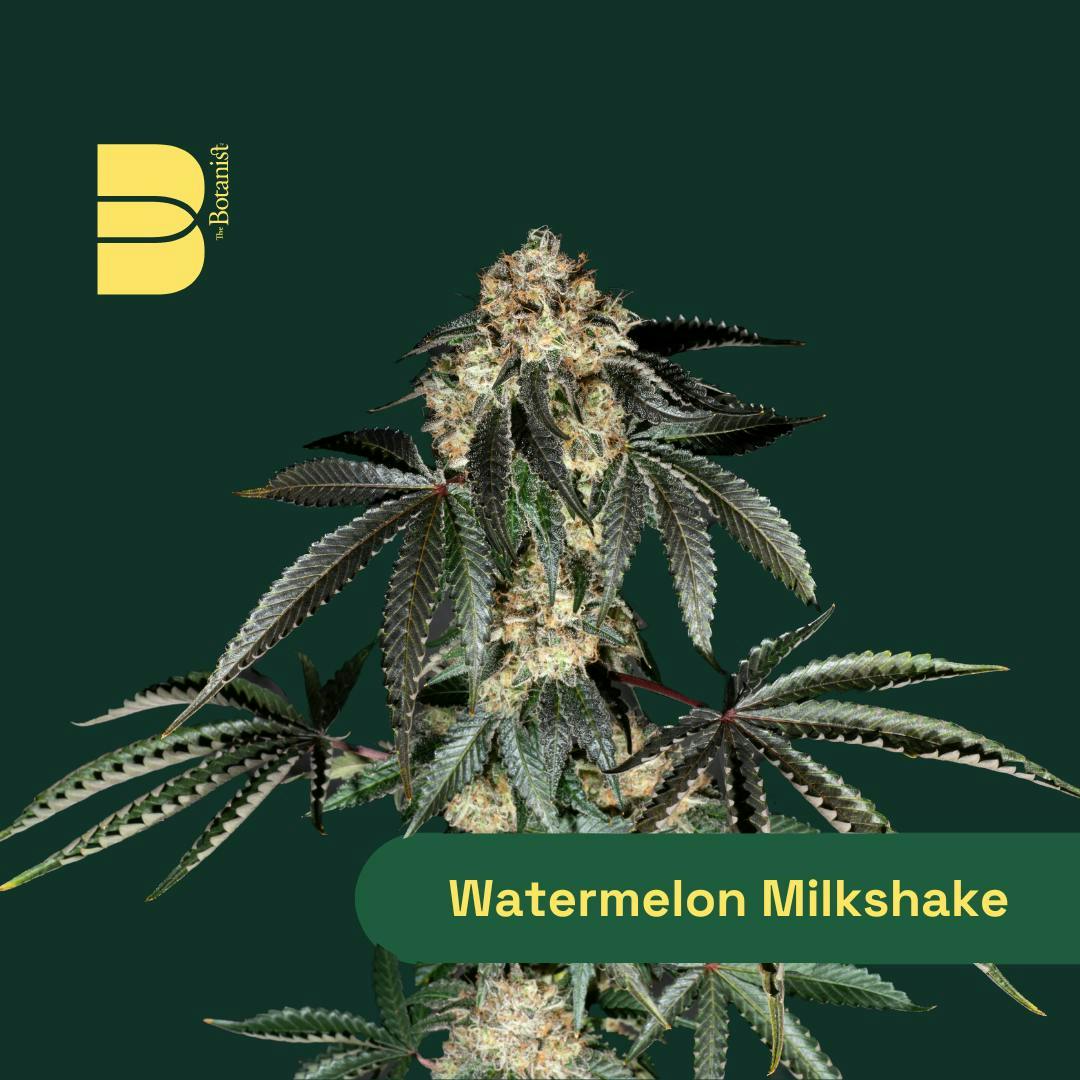 Image of Watermelon Milkshake - Whole Flower product