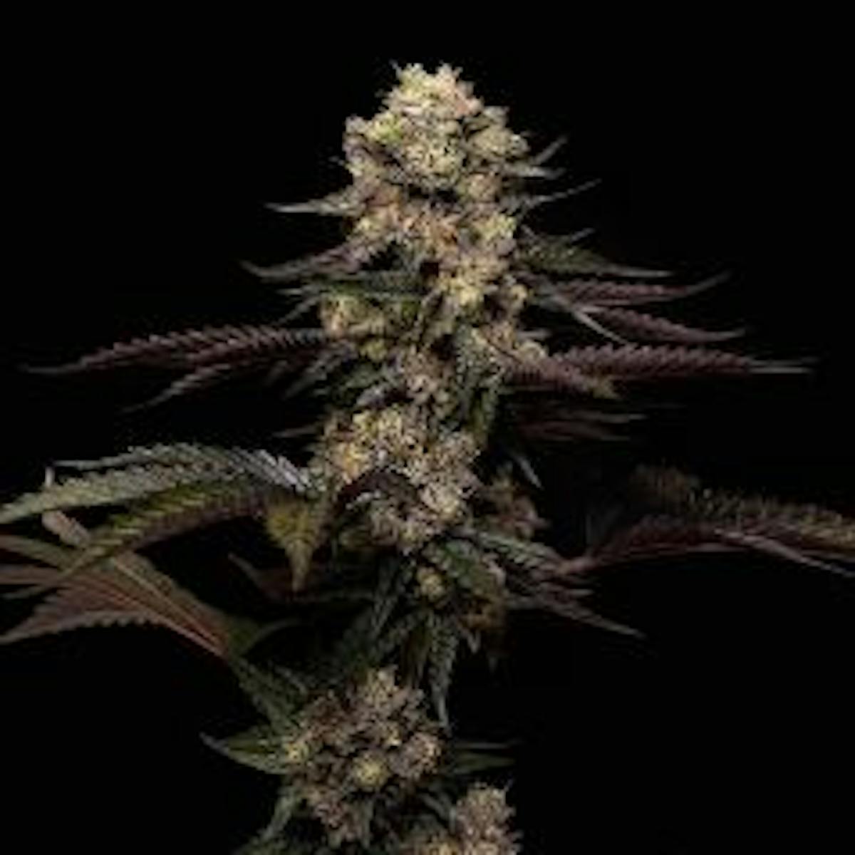 Image of Eastmont | 3.5g