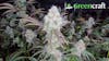 Greencraft 14g Pre-Packs: $50