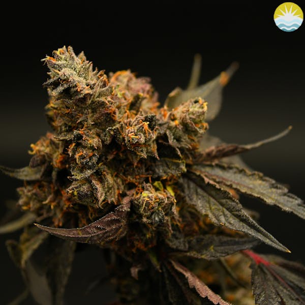 Big Ern | 14g | Small Buds Flower | Renew