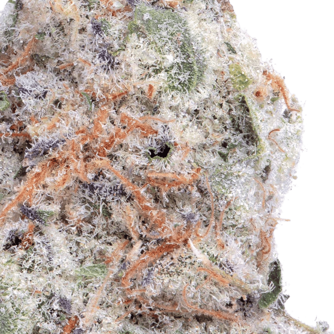 Native Sun Chocolate Pie | Flower | 3.5g - Native Sun Cannabis