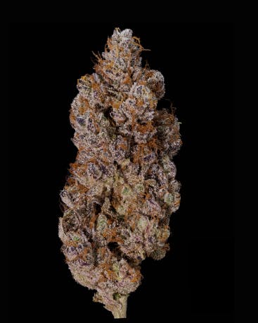 Product: Sunset Animal | MI LOUD