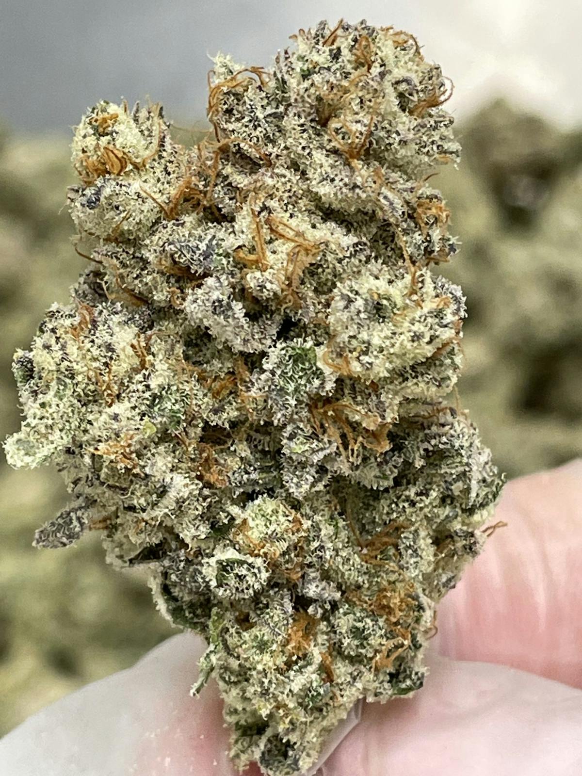 Photo of Bronze Shelf – Bubba Kush (I)