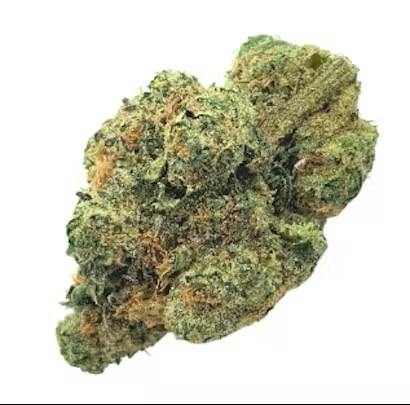 Morning Diesel Bulk Sativa by Common Citizen – Flower at Gatsby Cannabis