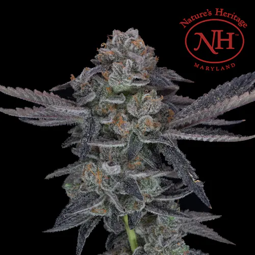 Chocolatina 3.5g – Natures Heritage (Pre-Pack)-1