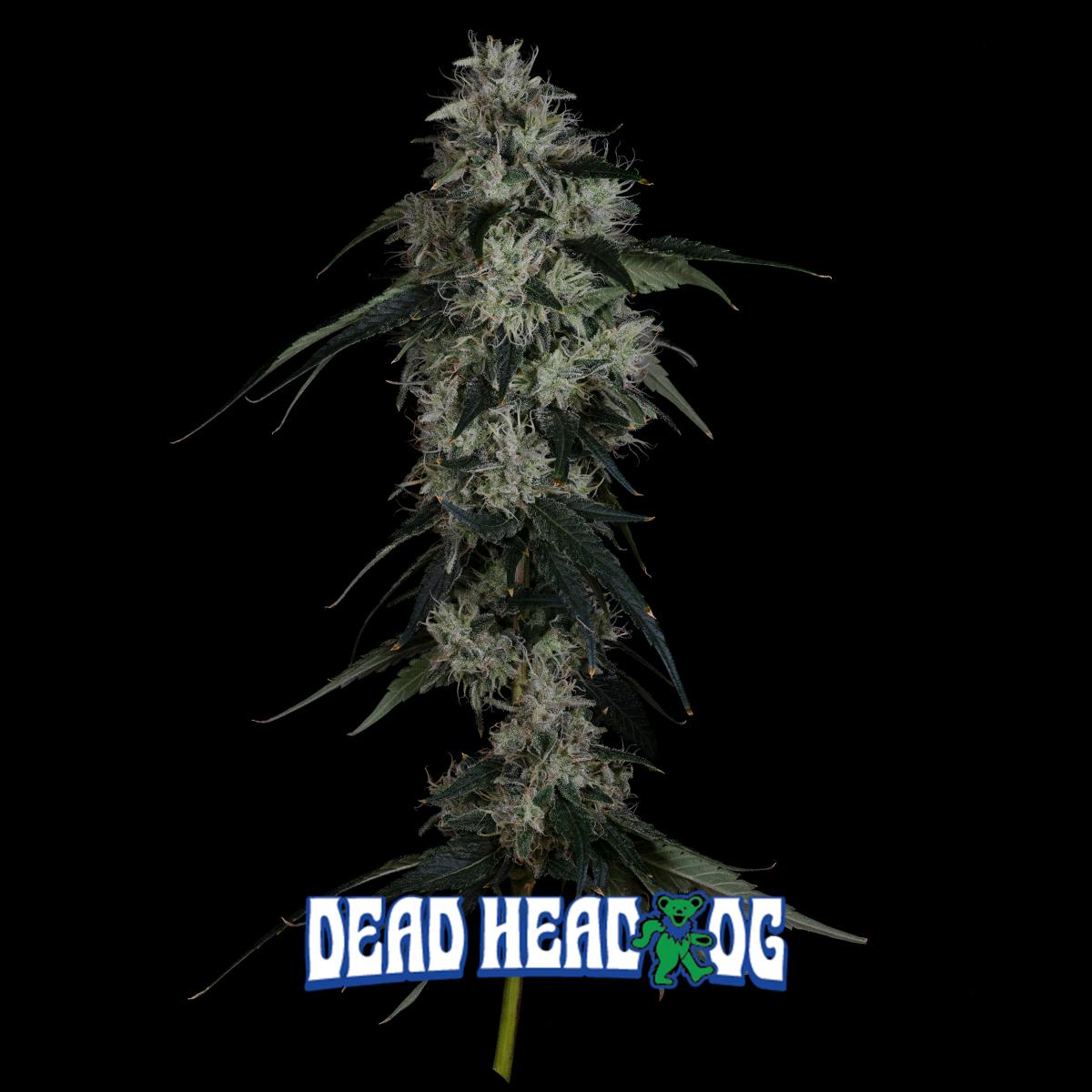 Product Aura | Dead Head OG | Flower