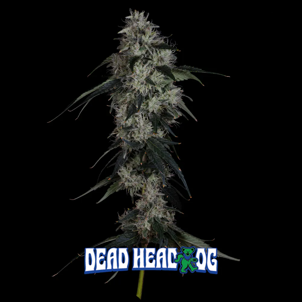 Product Aura | Dead Head OG | Flower