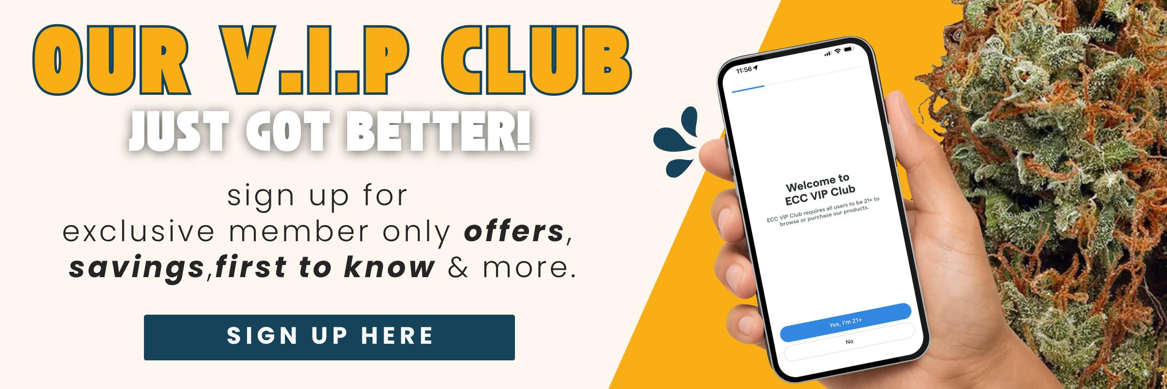 LOYALTY PROGRAM VIP CLUB SAVINGS DEALS DISCOUNTS BUNDLES EXCLUSIVE DISPENSARY MASSACHUSETTS