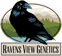 Image of Raven's View | Orange Julius 5pk | Kief InfusedPre-Rolls | Hybrid