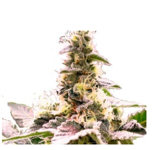 Product Garlic Freeze Buds