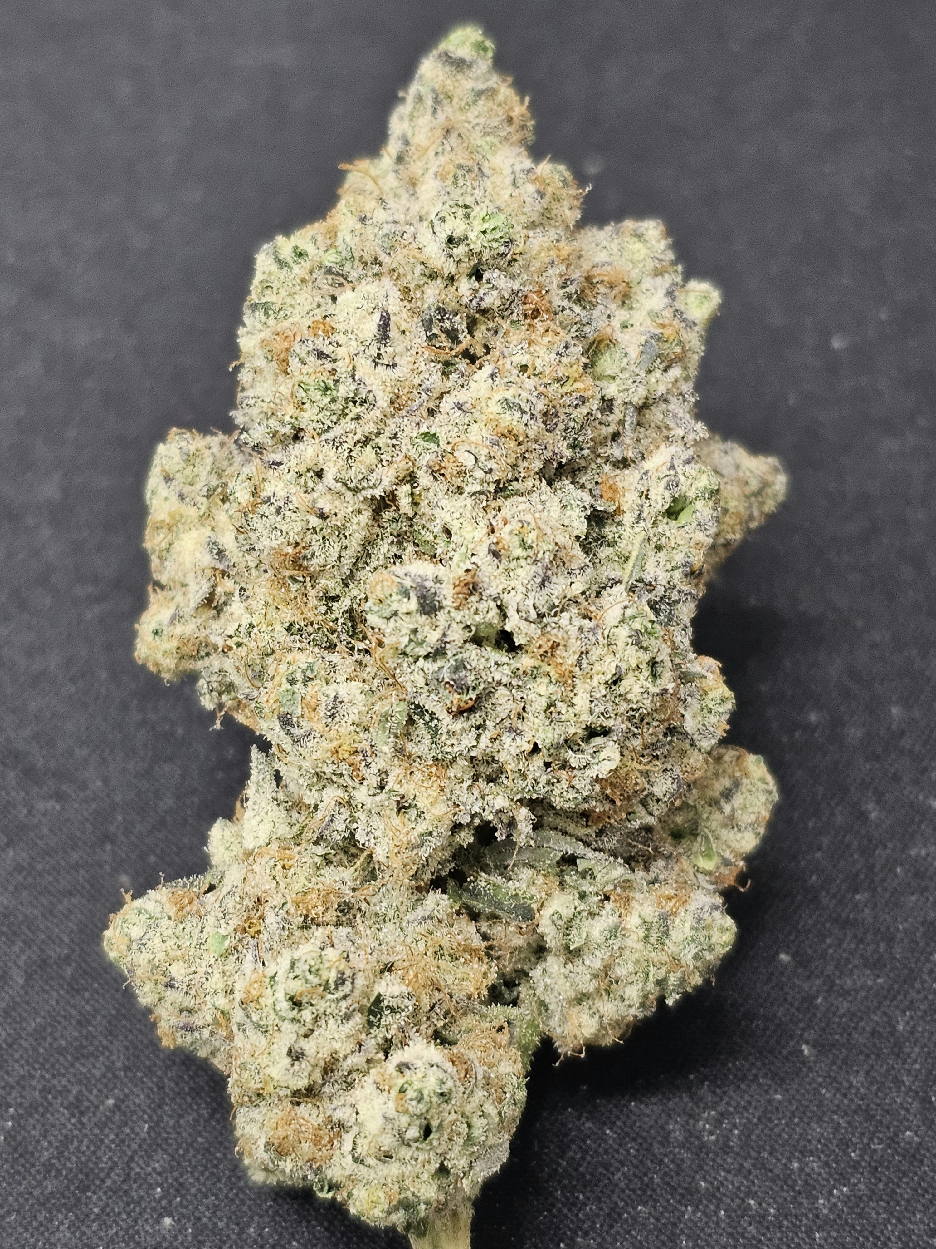 Product: Frosted Boof | Dr. JC's Exotics