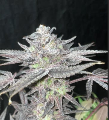 Product Mango Mintality Buds