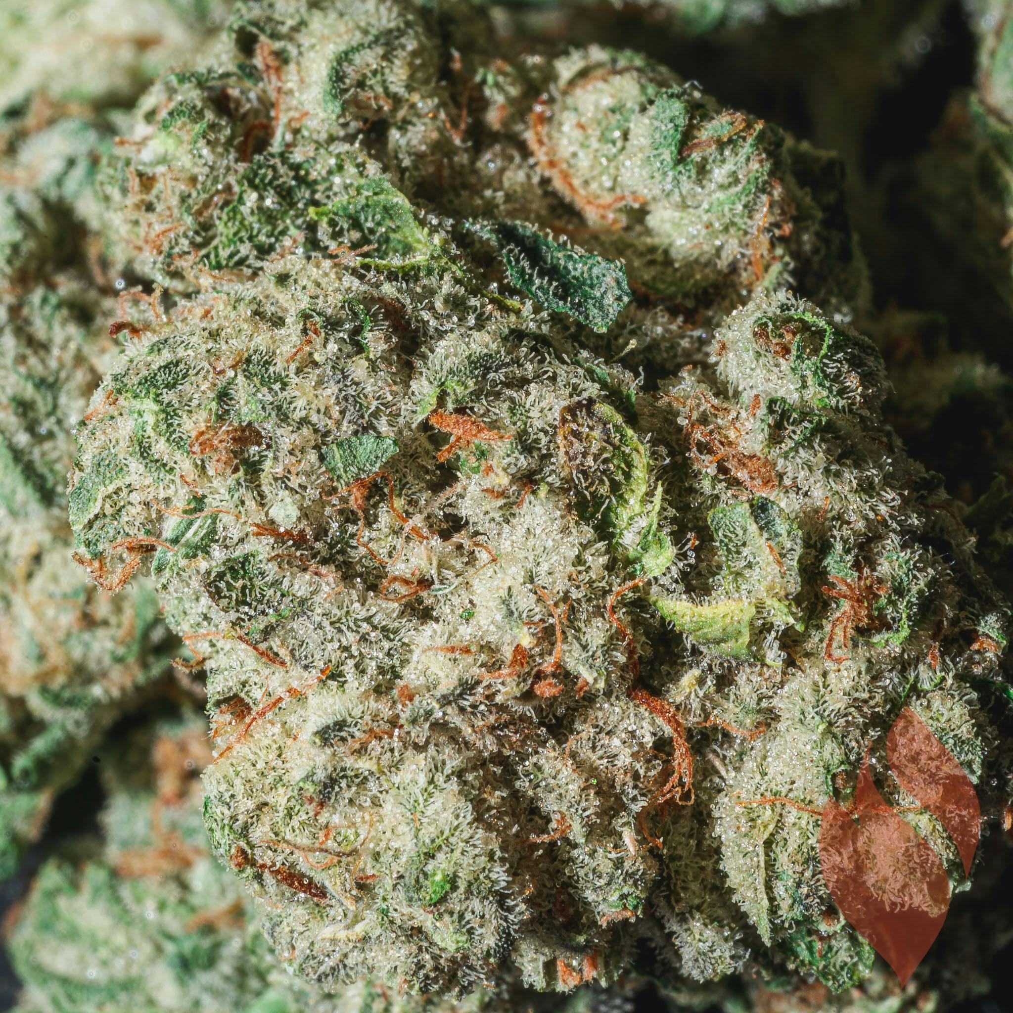 Flower rythm Jet Fuel OG Mission Dispensaries