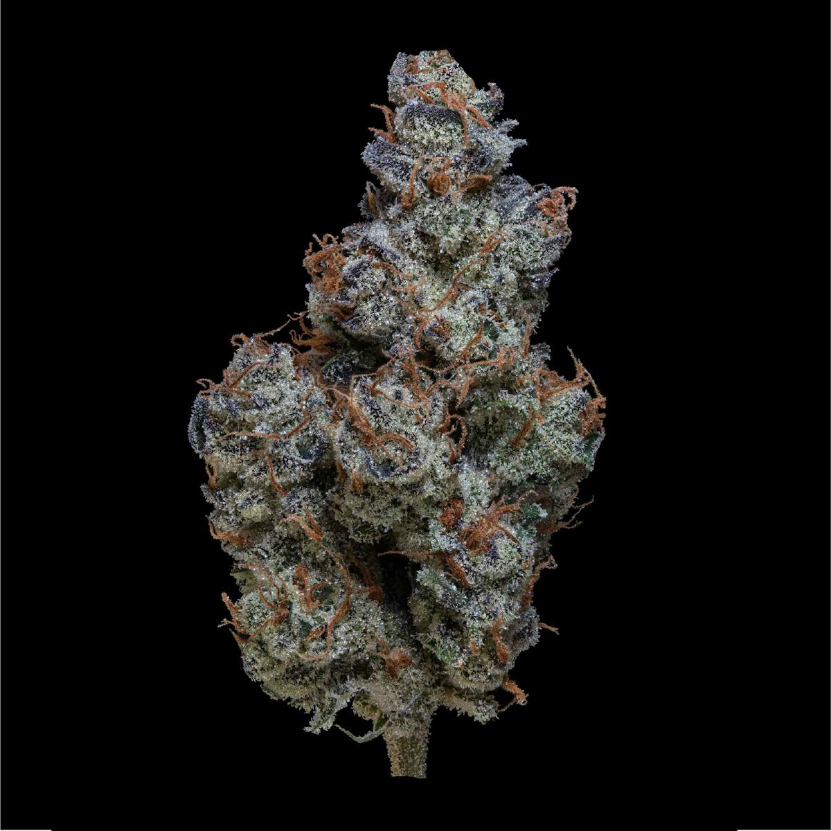 image of Lemon Slushee Small Buds