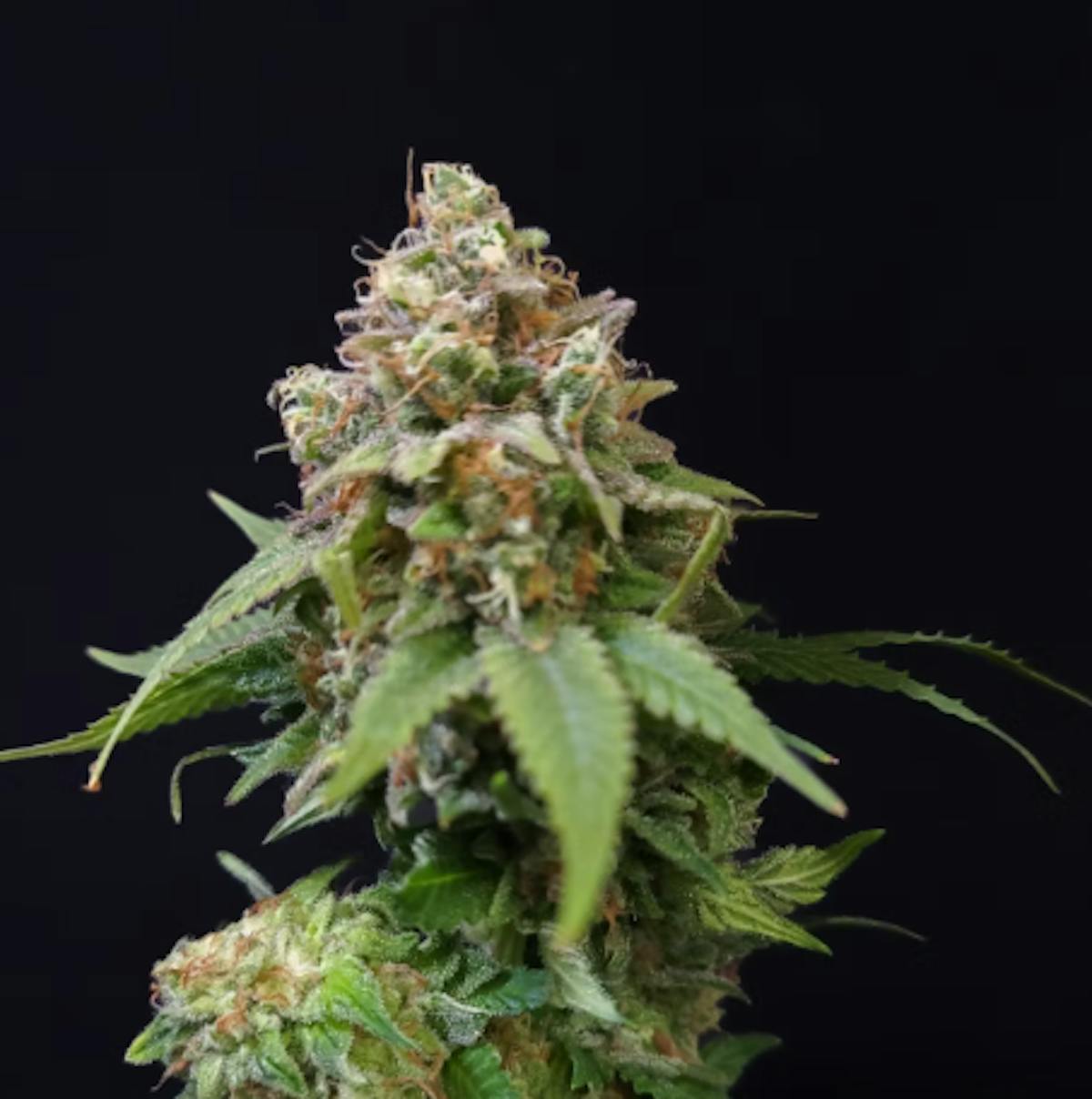 Photo of Gibby’s Garden Sour Tree