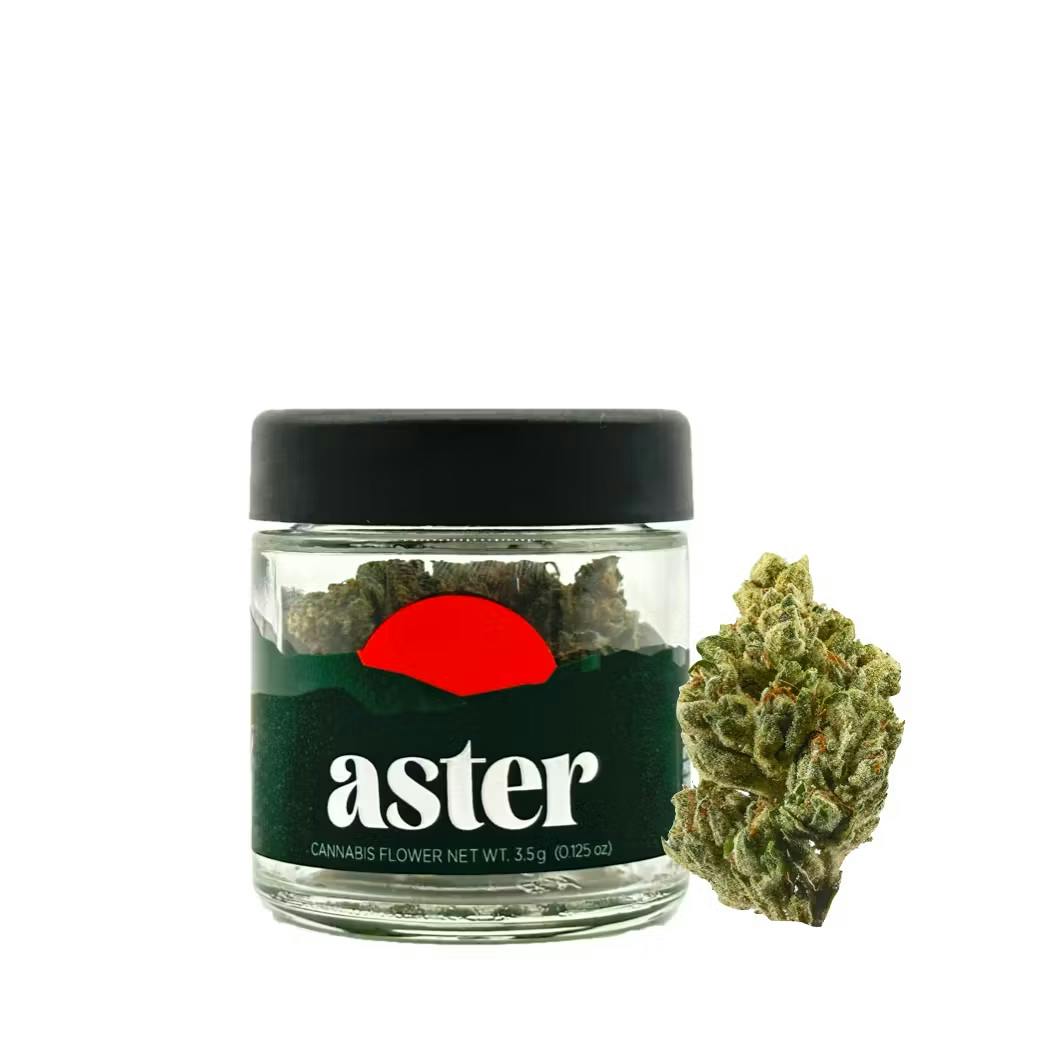 Aster El Chivo Flower