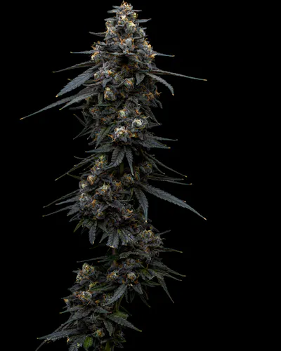 Full Tilt | Frost Donkey | Single Pre-Roll | 1g-1