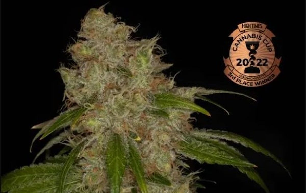 Photo of Black Triangle Kush 3.5g Flower Nature’s Heritage
