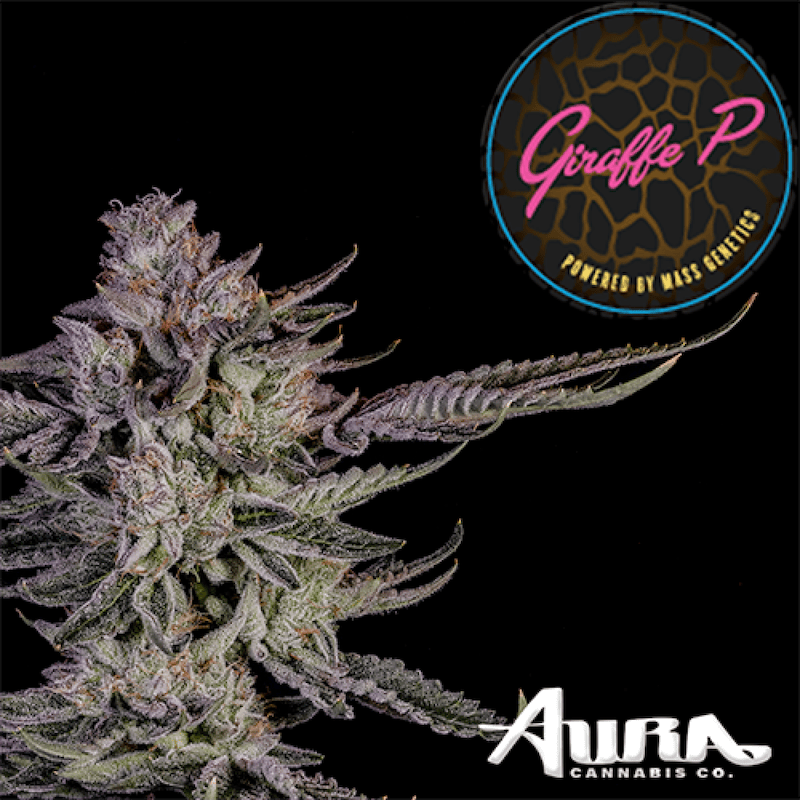 Product Aura Cannabis Co. - Giraffe P Flower (3.5g)