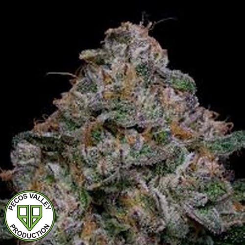 Blue Dream Feminized Seeds 3pk by Green Fox Farms • Pecos Valley Production