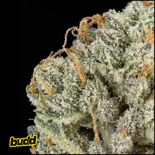Budd | Apple Fritter | Flower | Hybrid-active