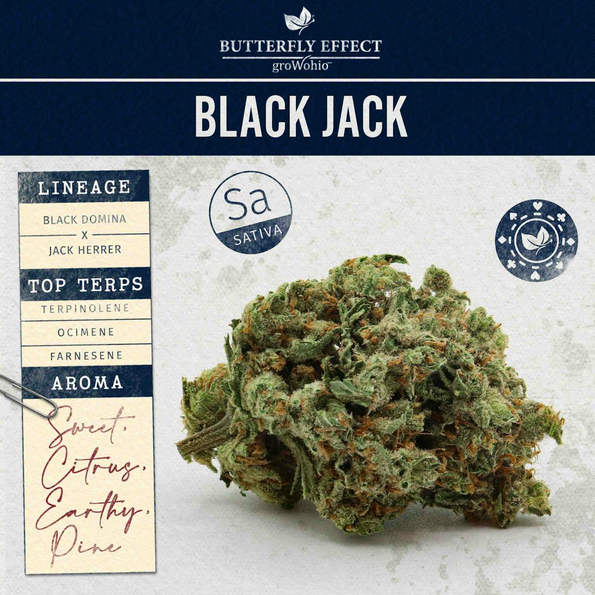Photo of Black Jack