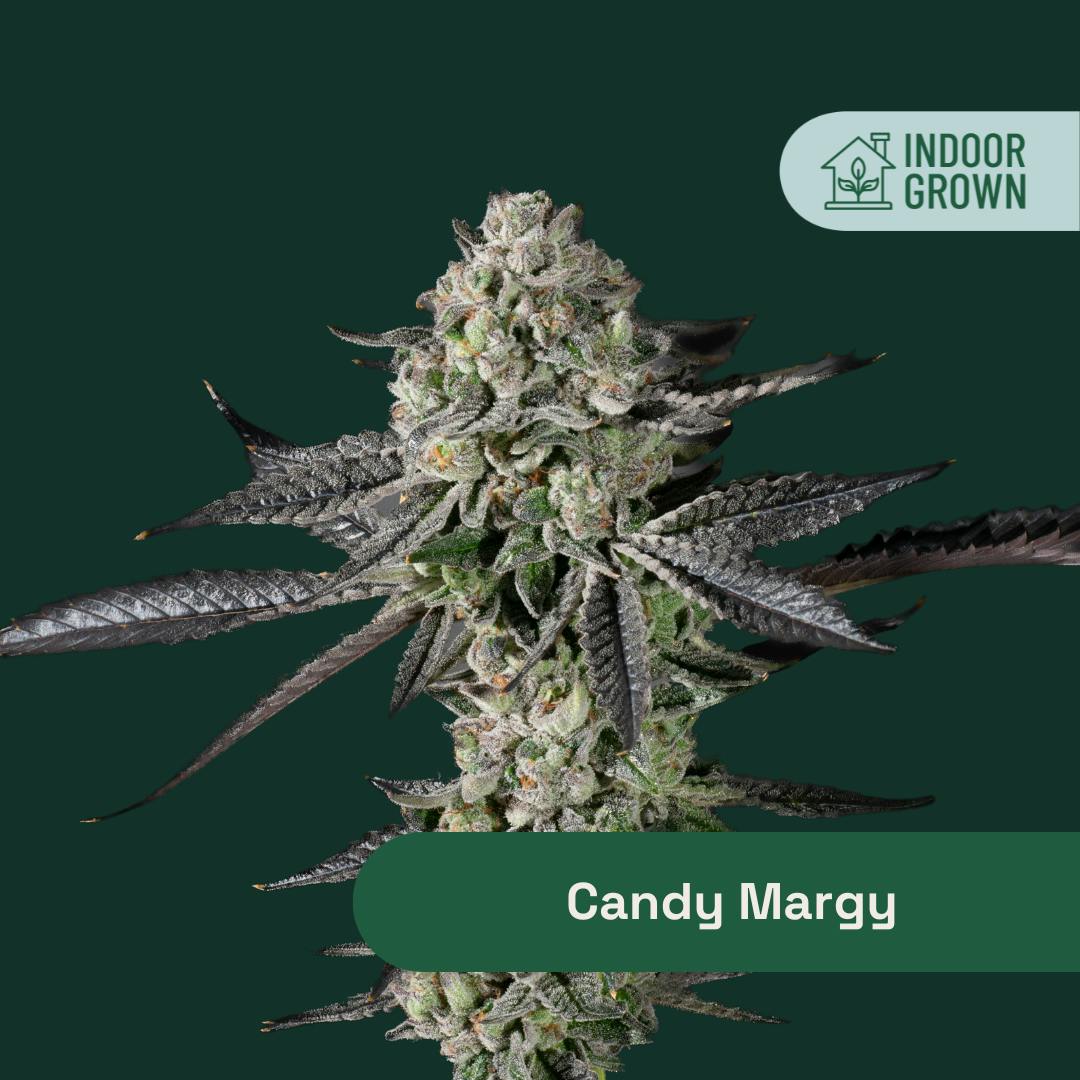 Image of Candy Margy - Whole Flower product