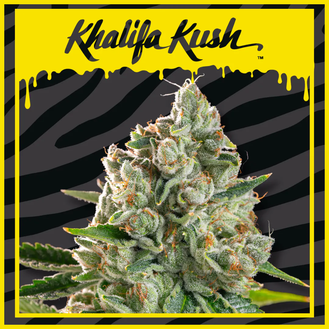 Planet 13 Las Vegas | Shop Cannabis Online