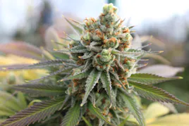 Flower category image