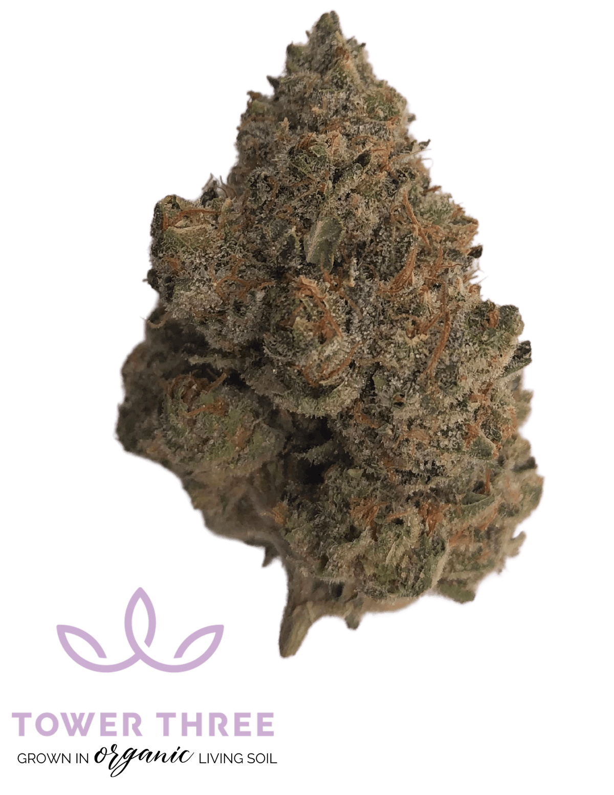 Photo of Black Maple 3.5g Tower Three