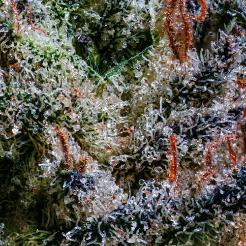 Grassroots | Flower | Tropicana Banana (H) | 3.5g-2