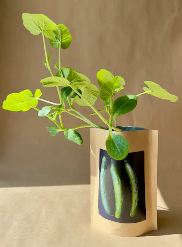 Seed Start – Zucchini-1
