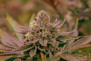 Rhythm of Life | Dosi Do | Flower - 7g