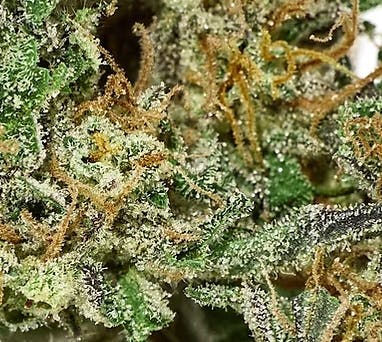 Alchemy Pure Hand Trimmed Flower | 7g | GMO-0